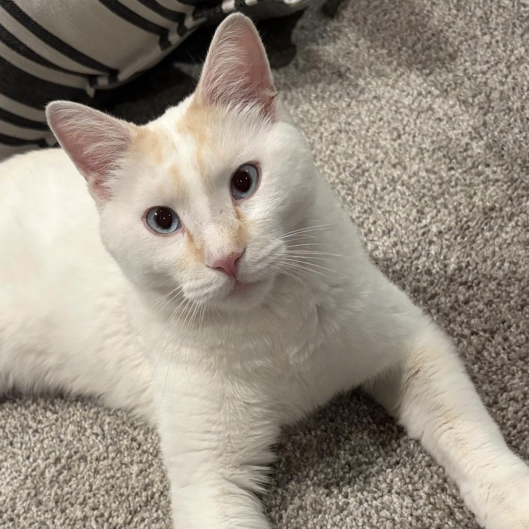 Enlarge Toto, an adoptable mixed breed in Omaha, NE image 4/6