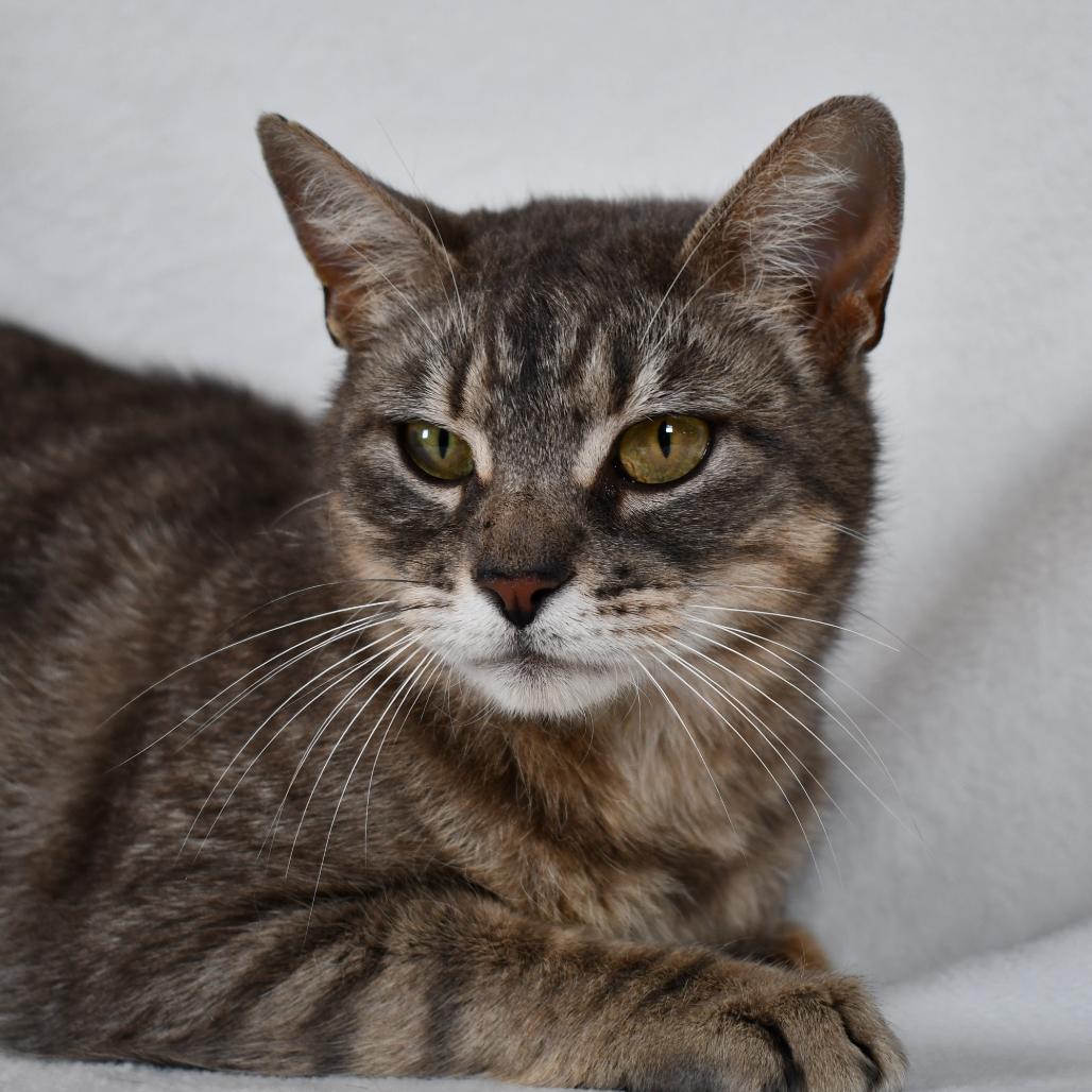 Katara, Adoptable, Adult Female Domestic Short Hair.