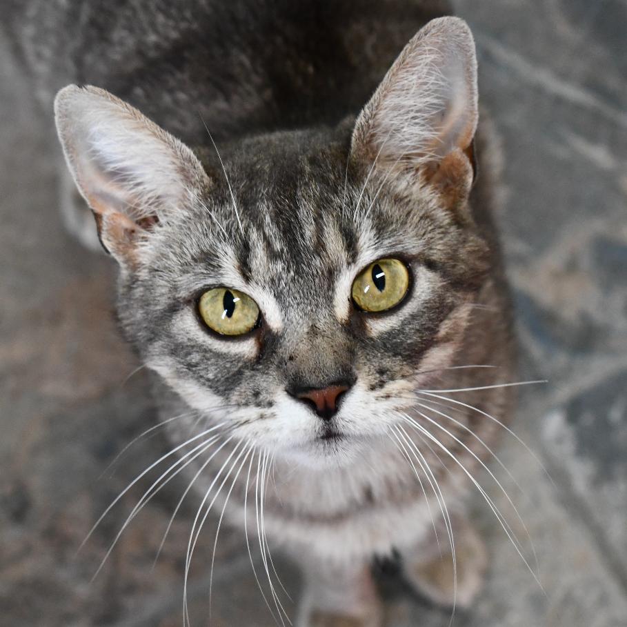 Katara, a Adoptable Domestic Short Hair in Johnson City, TN image 2/3