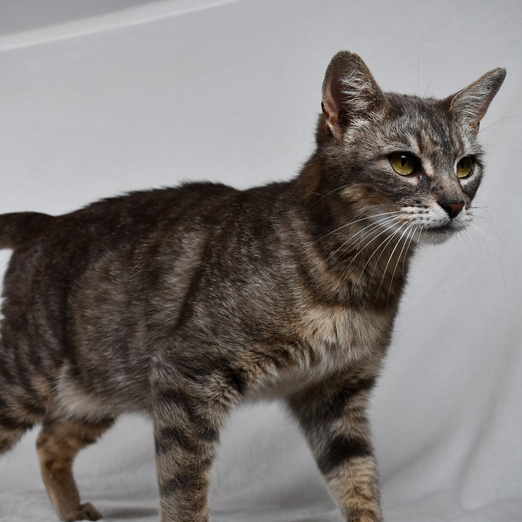 Katara, a Adoptable Domestic Short Hair in Johnson City, TN image 3/3