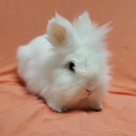 Kumo, Adoptable, Adult Male Lionhead.