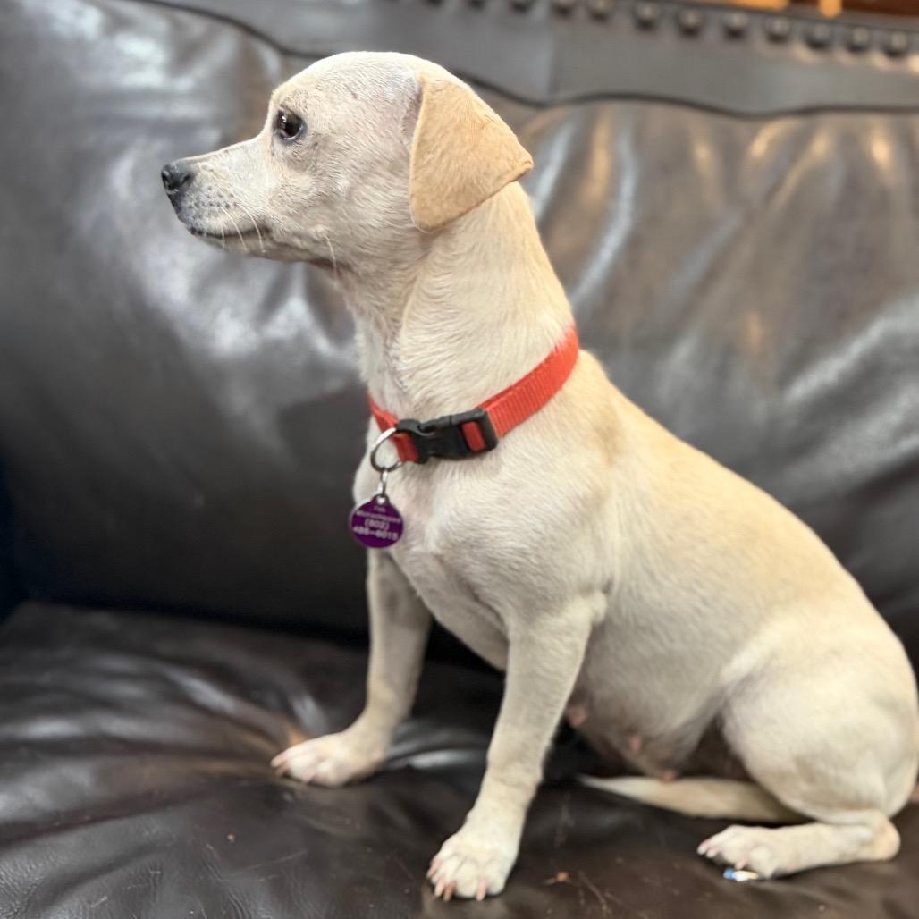 Opal, Adoptable, Adult Female Chihuahua.