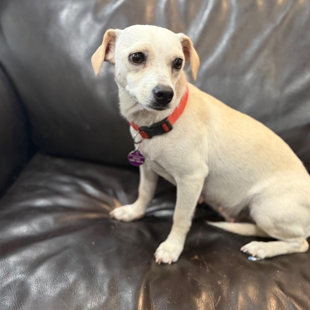 Enlarge Opal, a Adoptable Chihuahua in Phoenix, AZ image 2/5