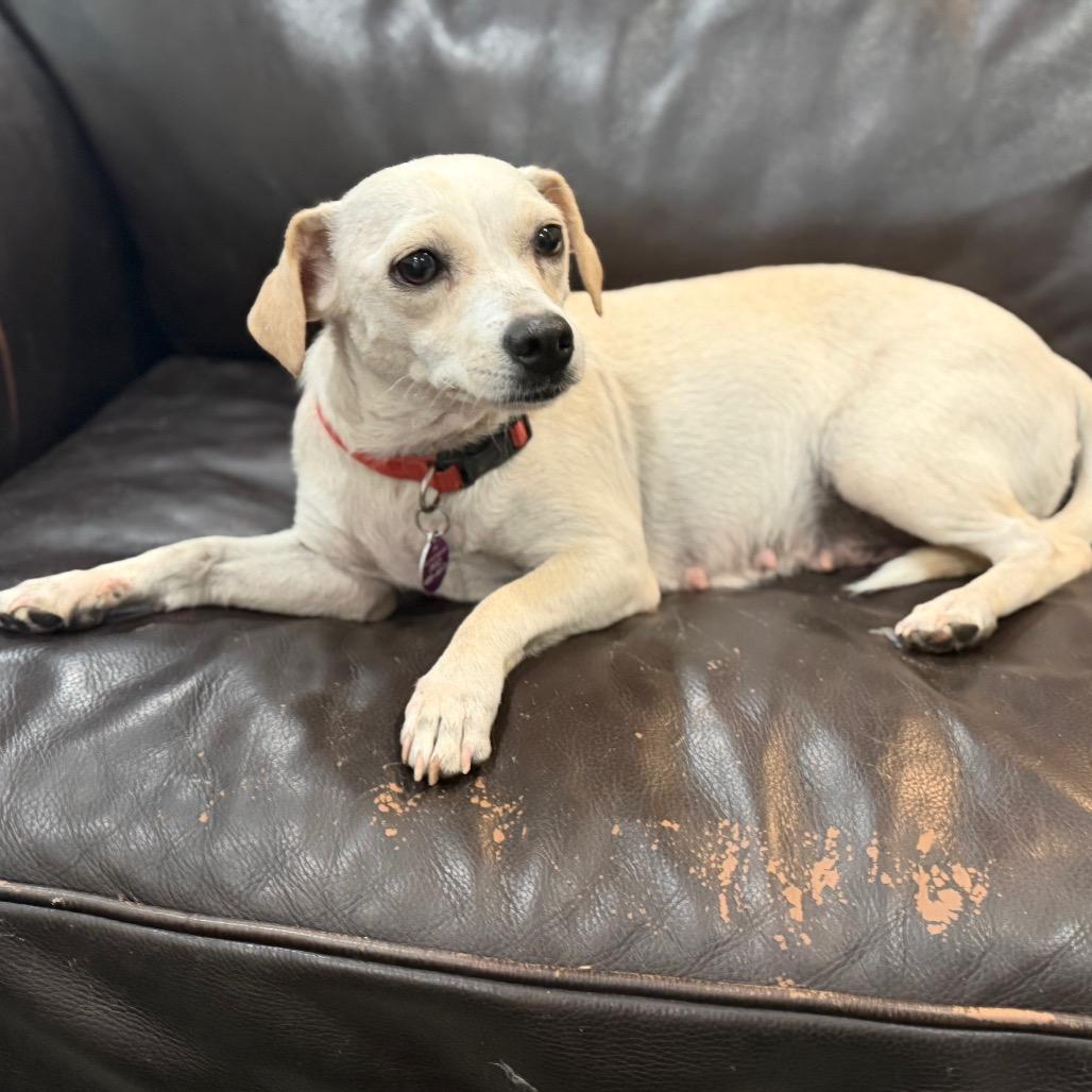 Enlarge Opal, a Adoptable Chihuahua in Phoenix, AZ image 3/5