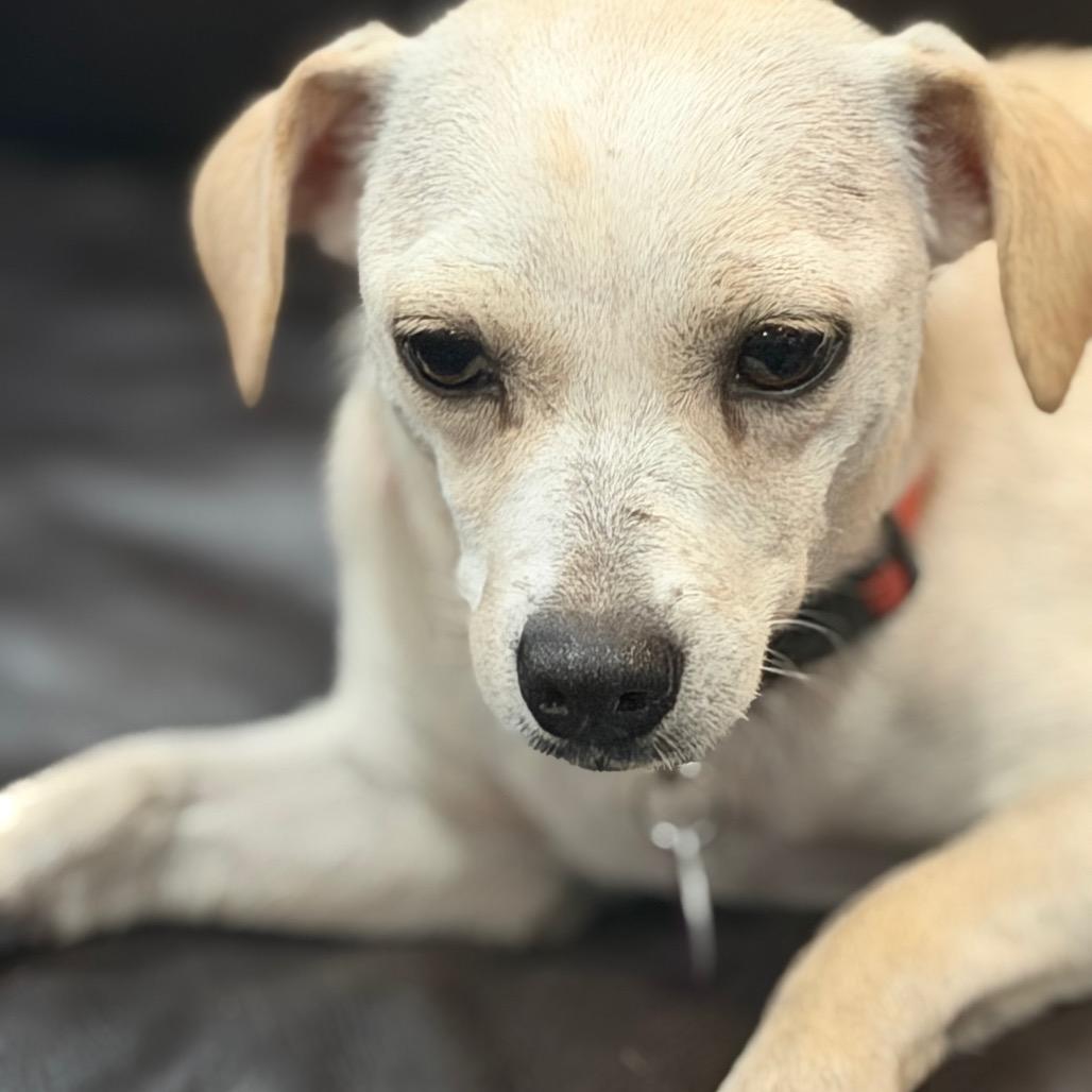 Enlarge Opal, a Adoptable Chihuahua in Phoenix, AZ image 4/5