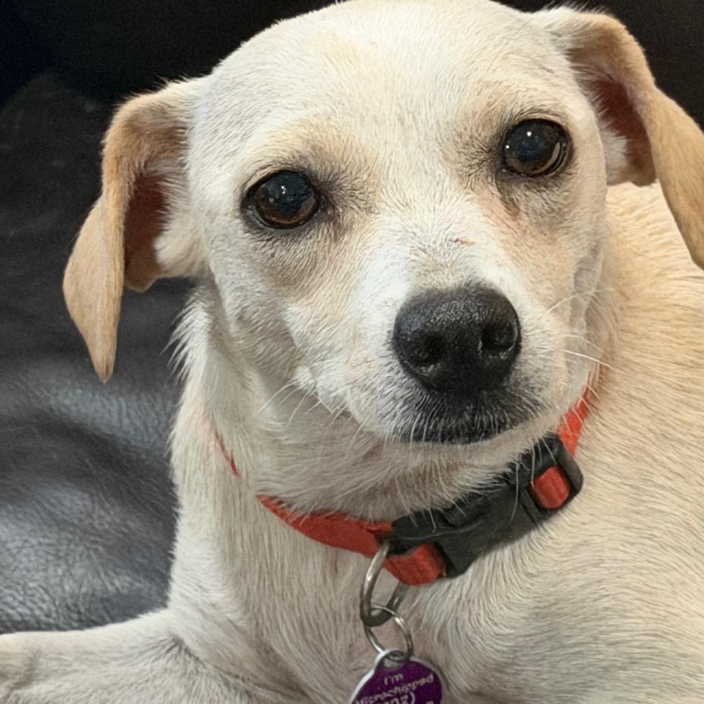 Enlarge Opal, a Adoptable Chihuahua in Phoenix, AZ image 5/5