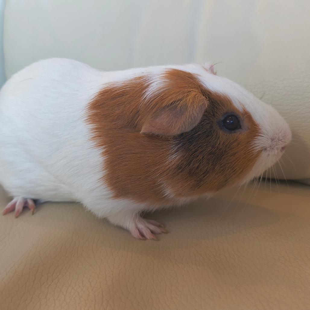 Chewy, Adoptable, Adult Male Guinea Pig.