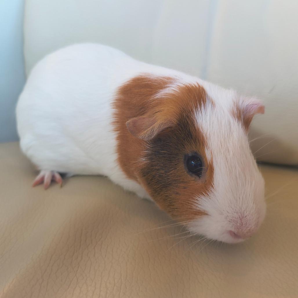 Enlarge Chewy, a Adoptable Guinea Pig in Warwick, RI image 2/3