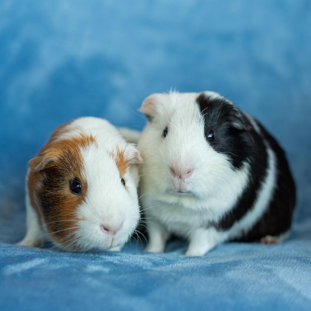 Enlarge Chewy, a Adoptable Guinea Pig in Warwick, RI image 3/6
