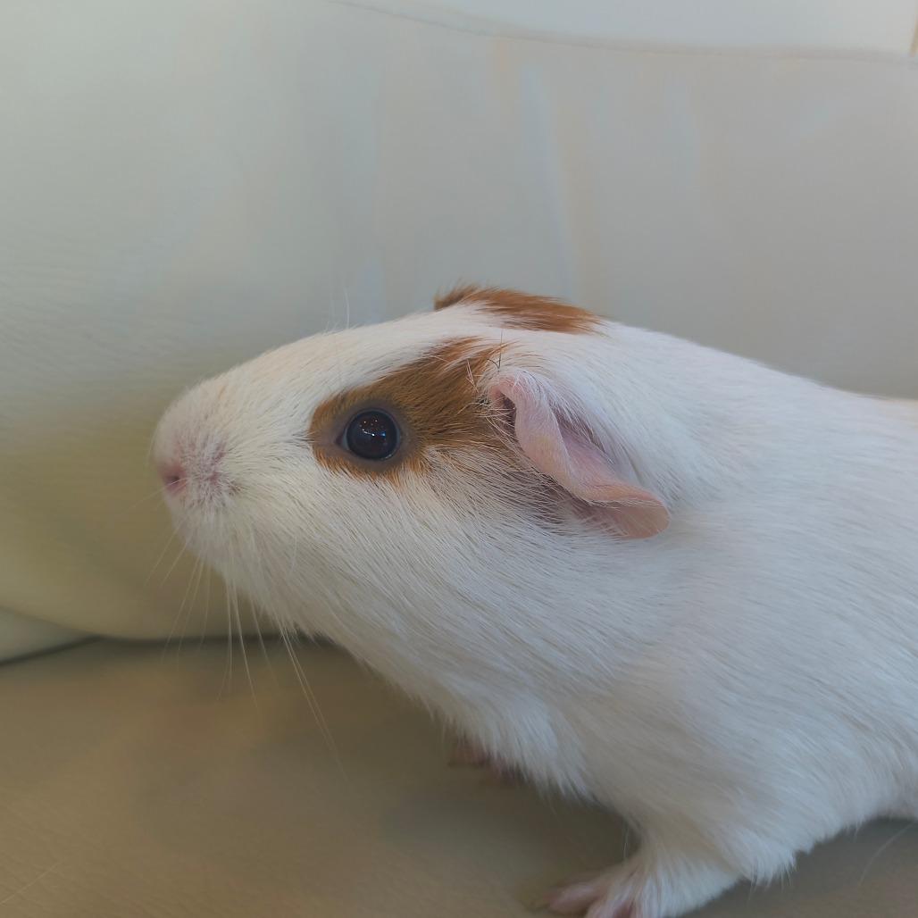 Enlarge Chewy, a Adoptable Guinea Pig in Warwick, RI image 3/3