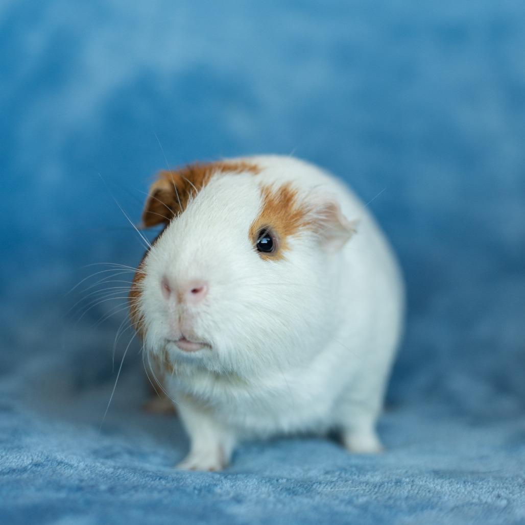 Enlarge Chewy, a Adoptable Guinea Pig in Warwick, RI image 5/6