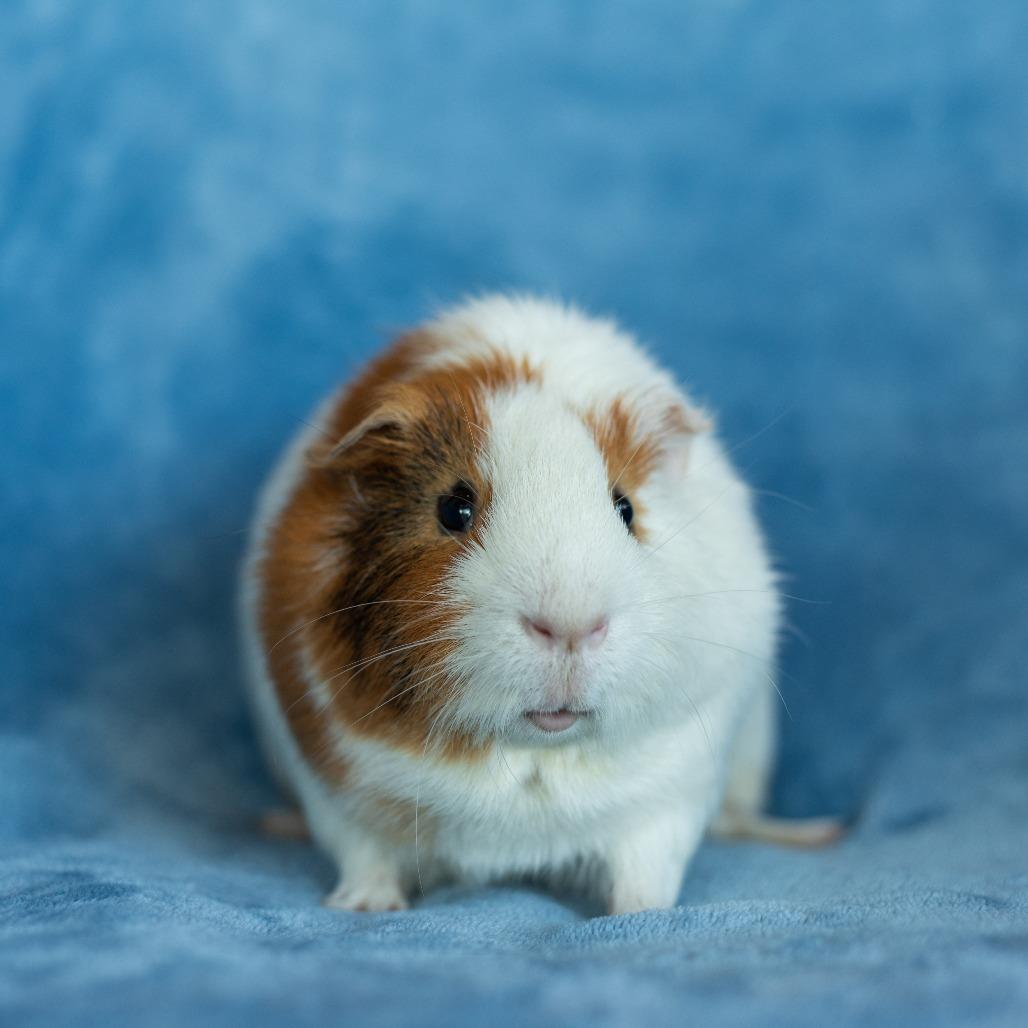Enlarge Chewy, a Adoptable Guinea Pig in Warwick, RI image 6/6