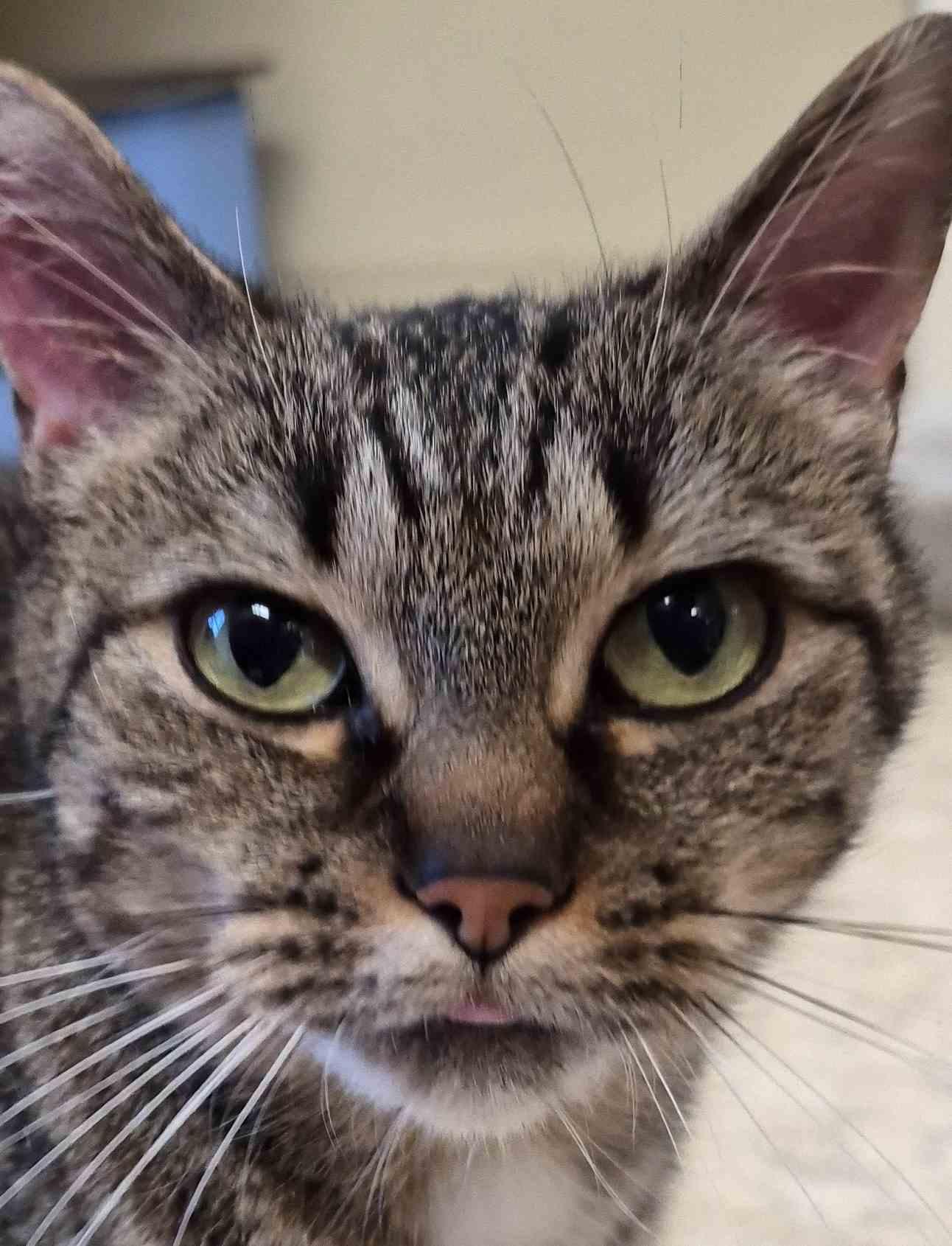 Enlarge Ellery, a Adoptable Domestic Short Hair in Sterling, MA image 1/2