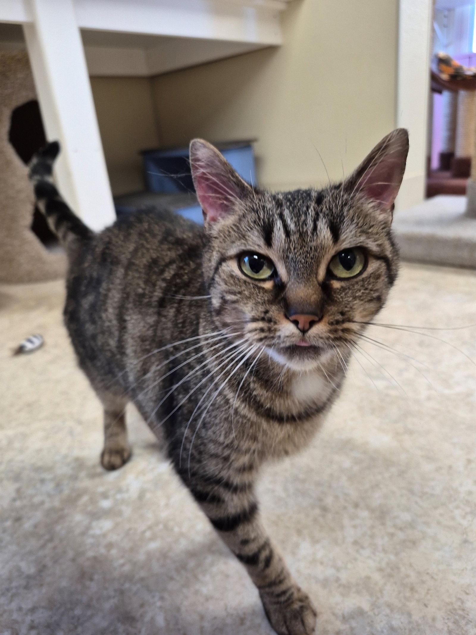 Enlarge Ellery, a Adoptable Domestic Short Hair in Sterling, MA image 2/2