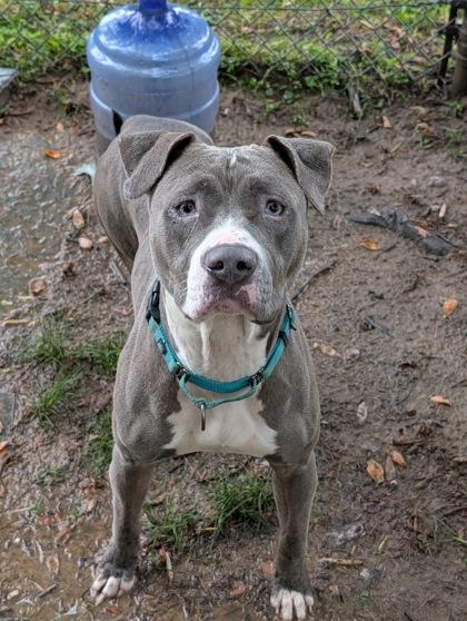 Ariana, ADOPTABLE, Adult Female Pit Bull Terrier.