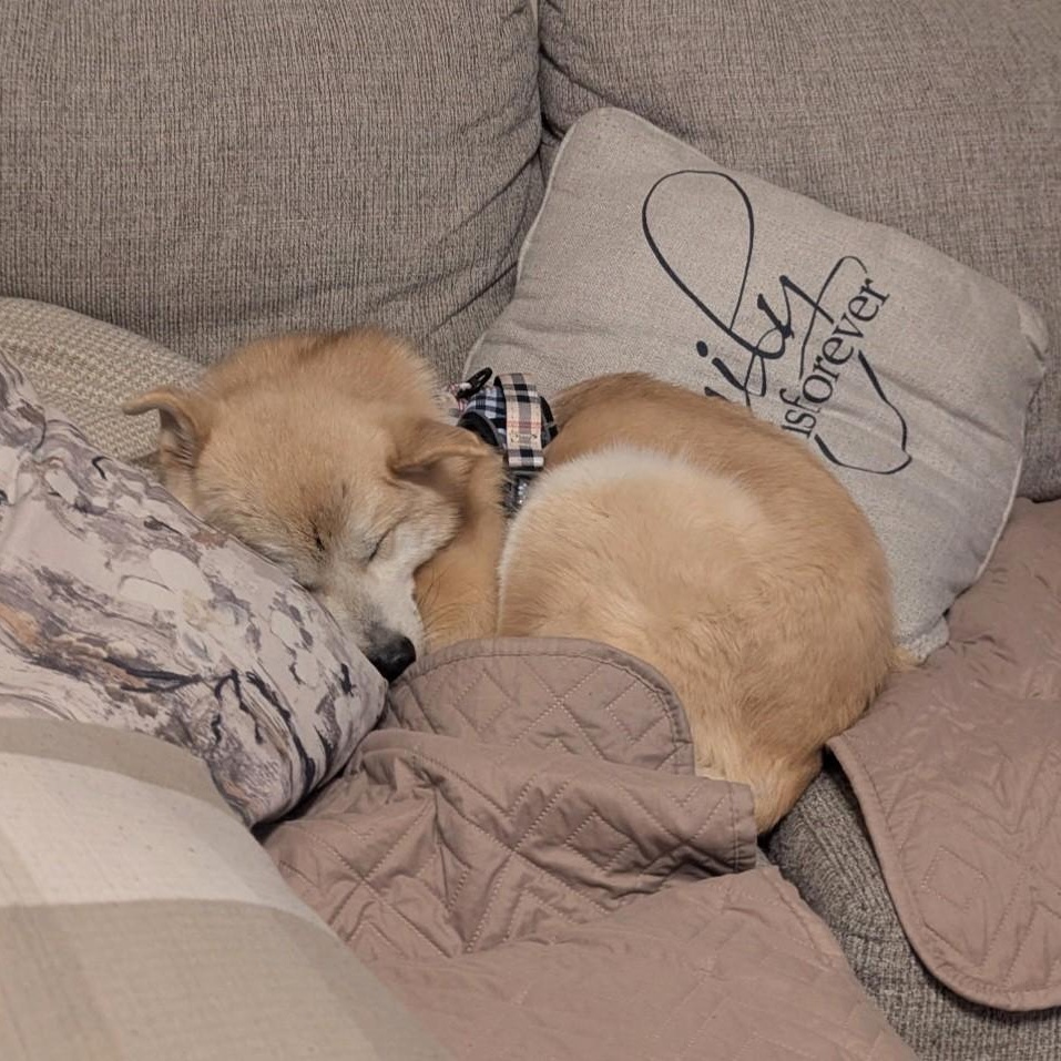 NACHO, an adopted mixed breed in Centreville, VA image 5/6