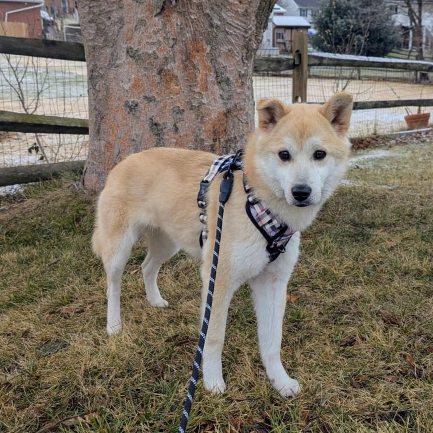NACHO, adopted, Young Male Jindo.