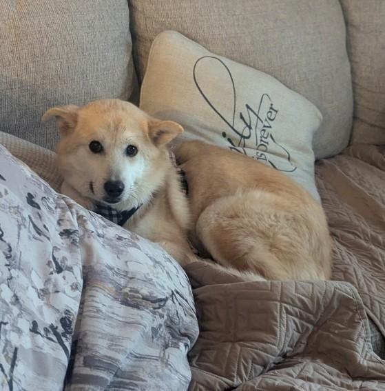NACHO, an adopted mixed breed in Centreville, VA image 6/6
