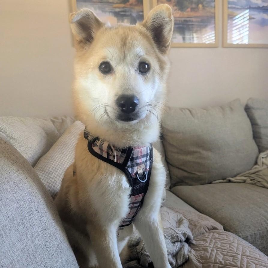 NACHO, an adopted mixed breed in Centreville, VA image 2/6