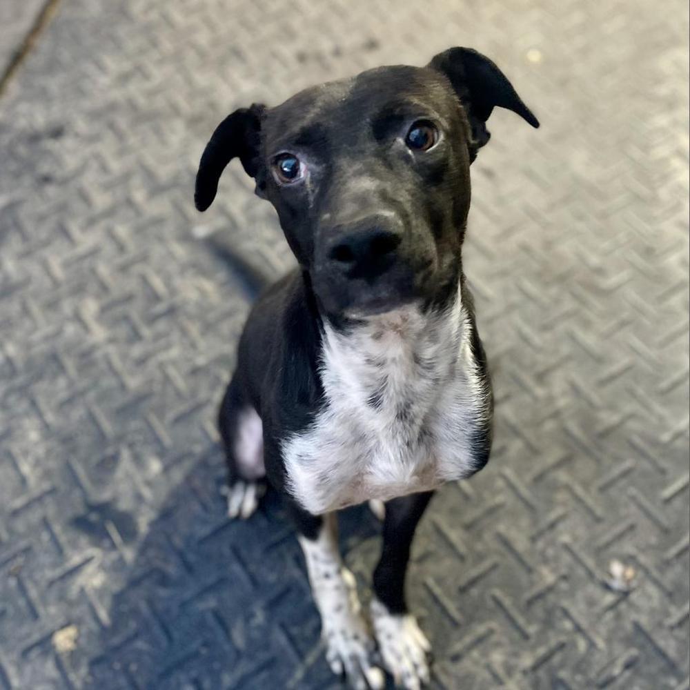 Mr. Pfeiffer, Adoptable, Adult Male Mixed Breed.