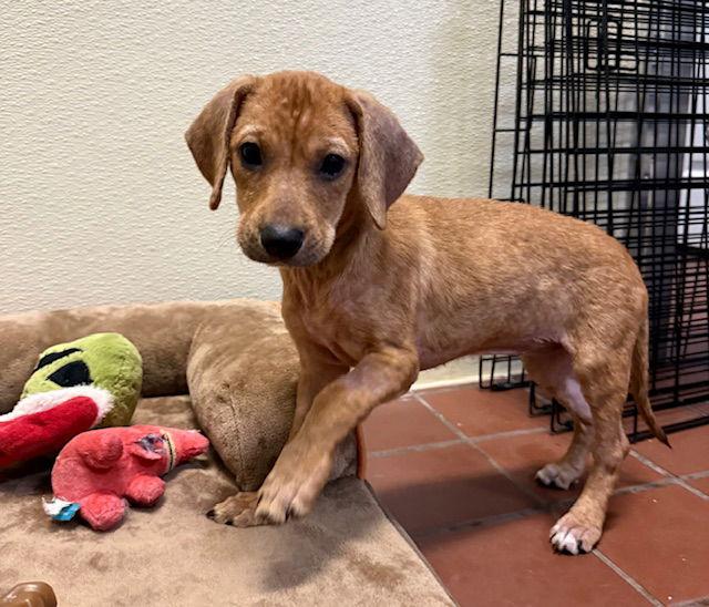 Hilary, Adoptable, Puppy Female Dachshund & Chihuahua.