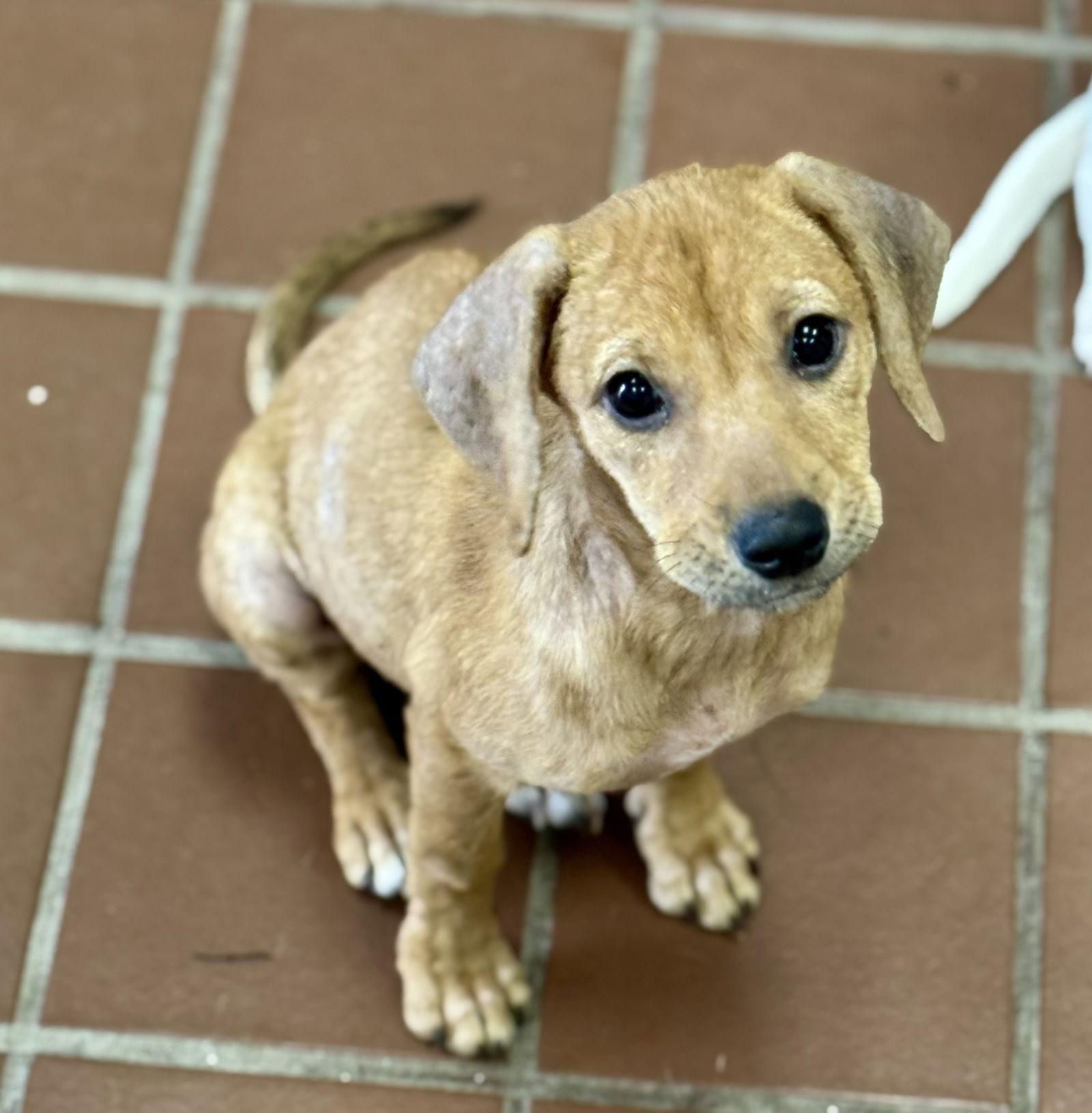 Hilary, a Adoptable mixed breed in Lake Hopatcong, NJ image 2/3