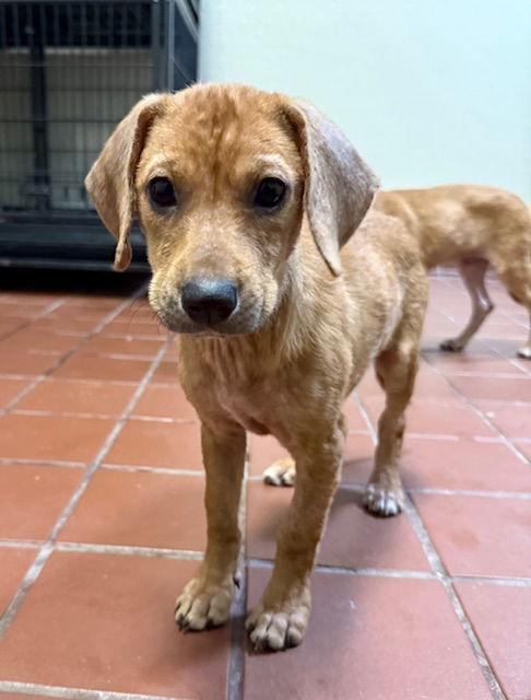 Hilary, a Adoptable mixed breed in Lake Hopatcong, NJ image 3/3