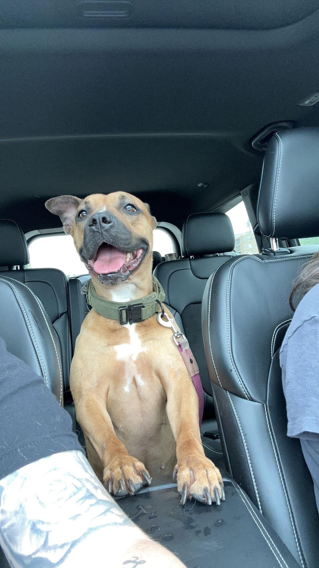 Enlarge Athena, a ADOPTABLE Mixed Breed in Joliet, IL image 5/6