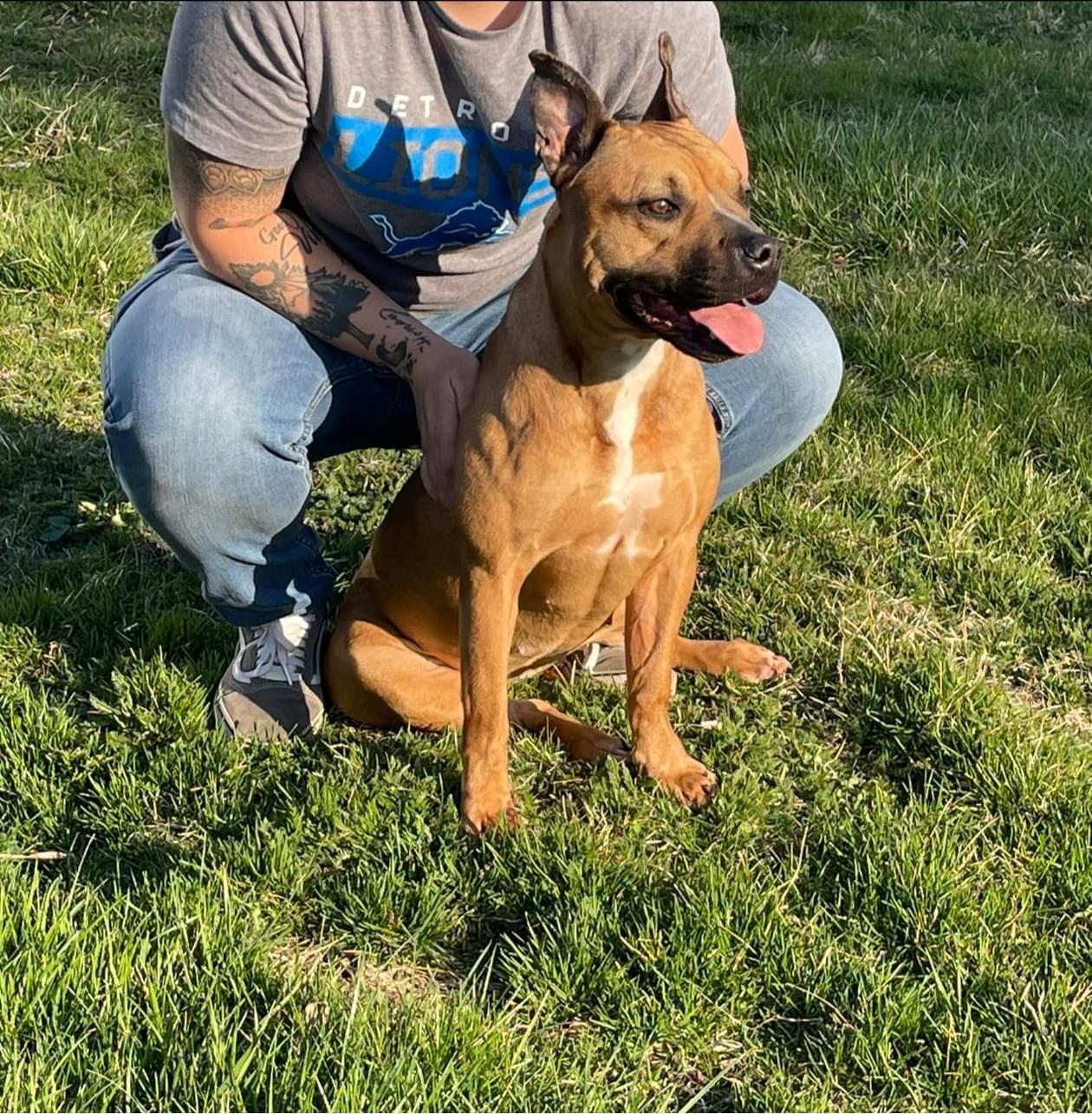 Enlarge Athena, a ADOPTABLE Mixed Breed in Joliet, IL image 1/6