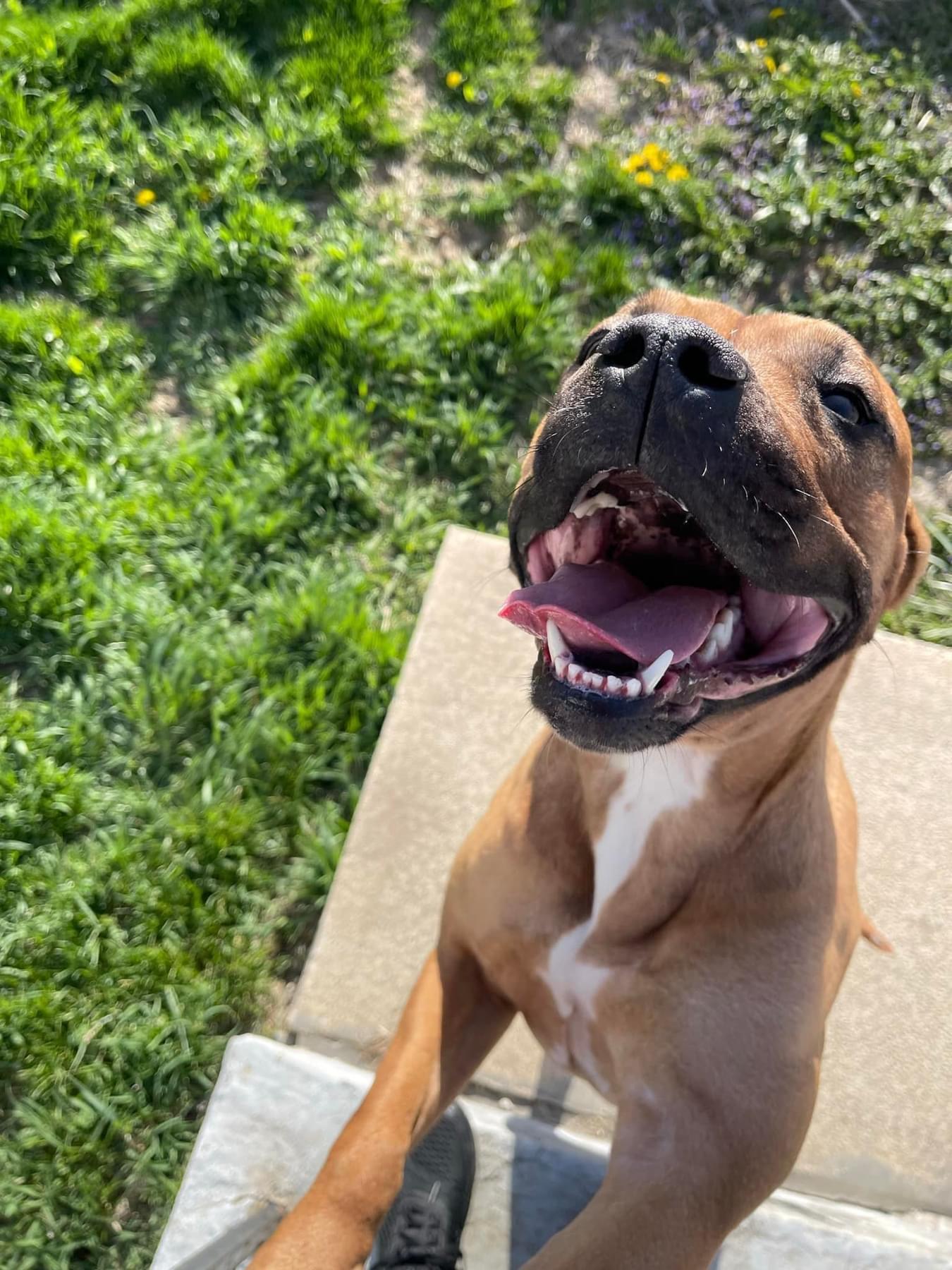 Enlarge Athena, a ADOPTABLE Mixed Breed in Joliet, IL image 4/6