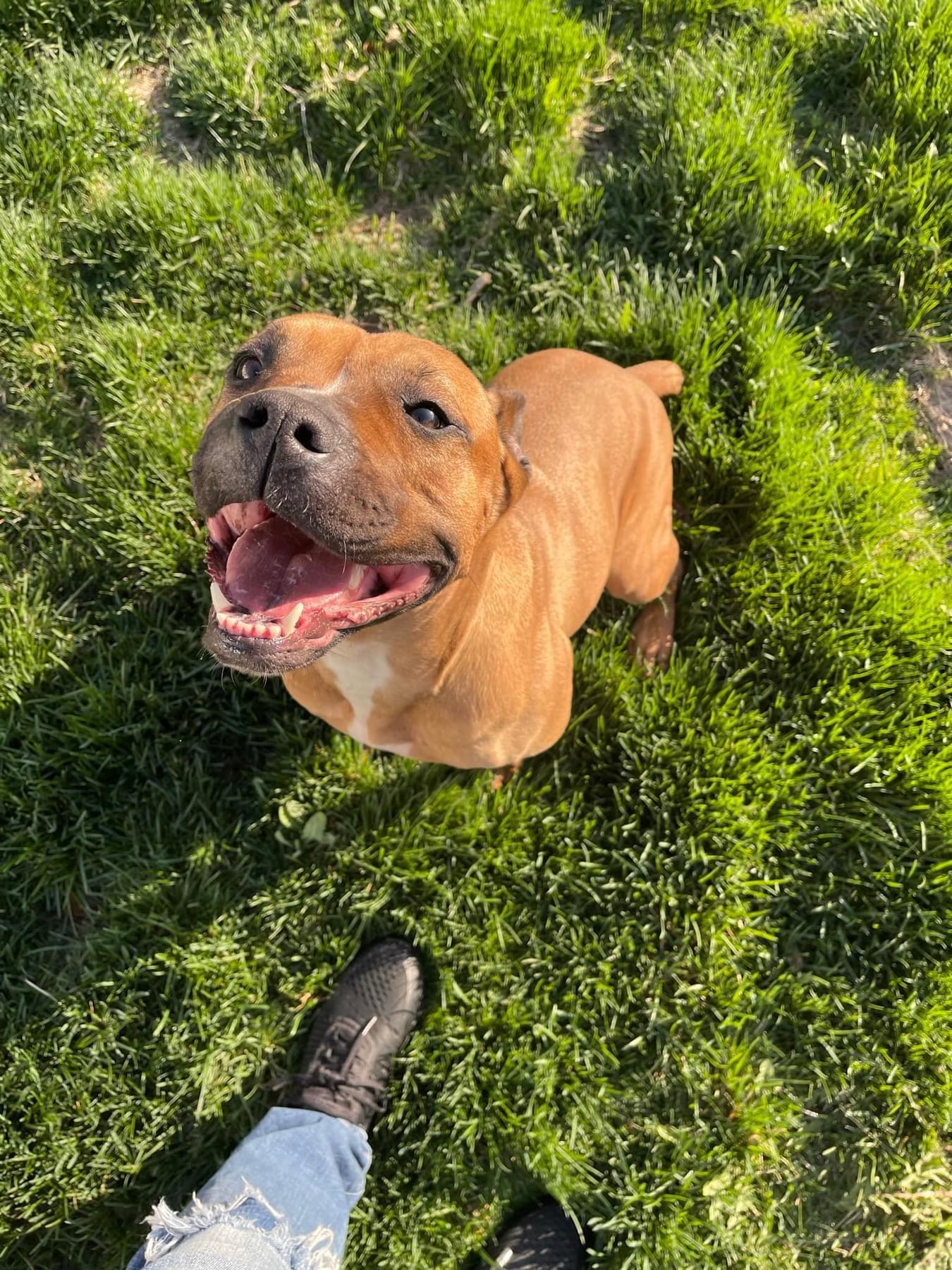 Enlarge Athena, a ADOPTABLE Mixed Breed in Joliet, IL image 6/6