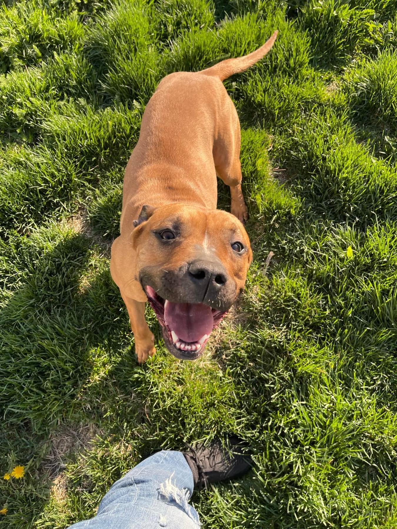 Enlarge Athena, a ADOPTABLE Mixed Breed in Joliet, IL image 2/6