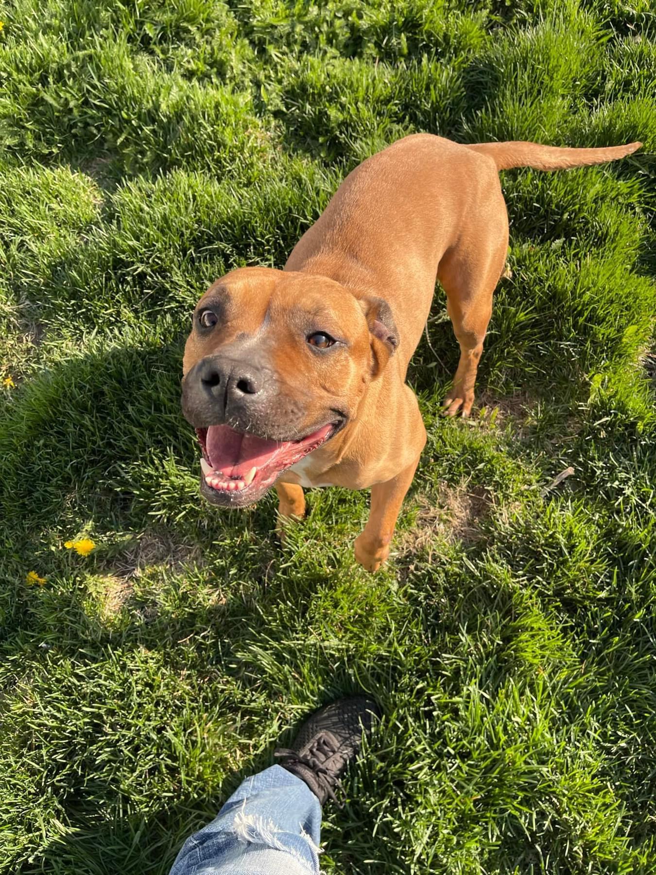 Enlarge Athena, a ADOPTABLE Mixed Breed in Joliet, IL image 3/6