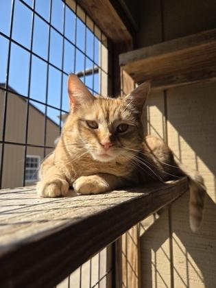 Petra, Adoptable, Kitten Female Domestic Short Hair & Domestic Short Hair.