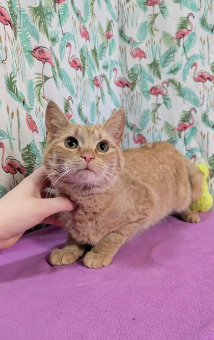 Enlarge Petra, a Adoptable Domestic Short Hair in Bloomsburg, PA image 1/1