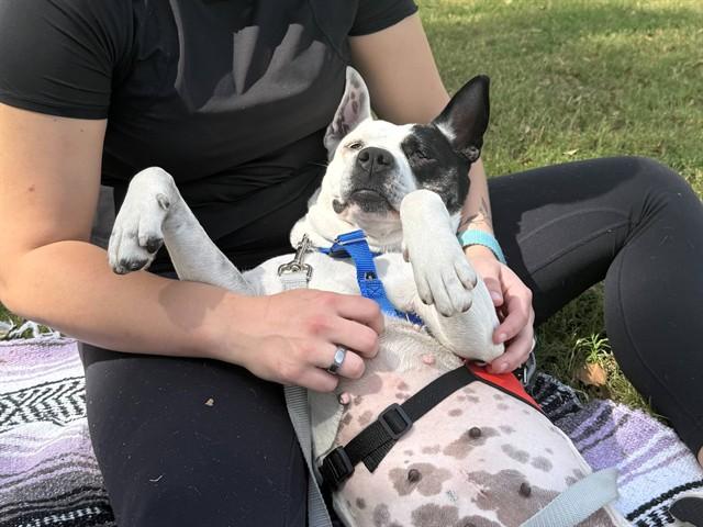 SPUDS, Adoptable, Young Female Australian Cattle Dog / Blue Heeler & Pit Bull Terrier.