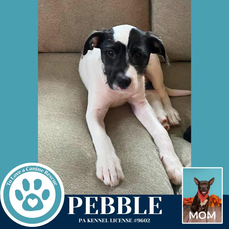 Pebble (Dorothy's Littles) 090625, Adoptable, Puppy Female Labrador Retriever & Pit Bull Terrier.