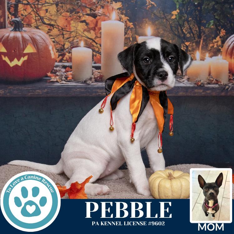 Enlarge Pebble (Dorothy's Littles) 090625, a Adoptable mixed breed in Kimberton, PA image 2/4