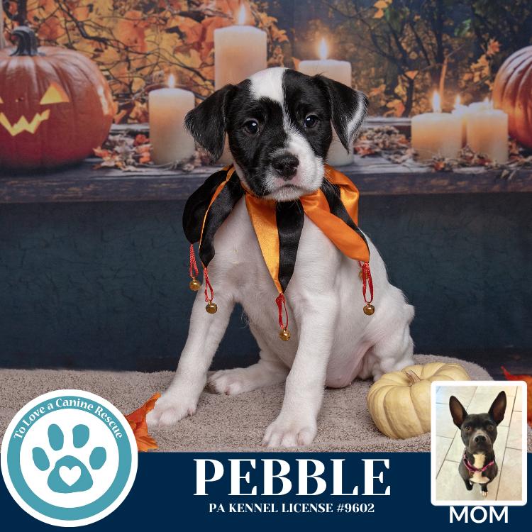 Enlarge Pebble (Dorothy's Littles) 090625, a Adoptable mixed breed in Kimberton, PA image 3/4