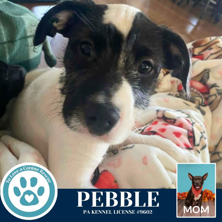 Enlarge Pebble (Dorothy's Littles) 090625, a Adoptable mixed breed in Kimberton, PA image 4/4
