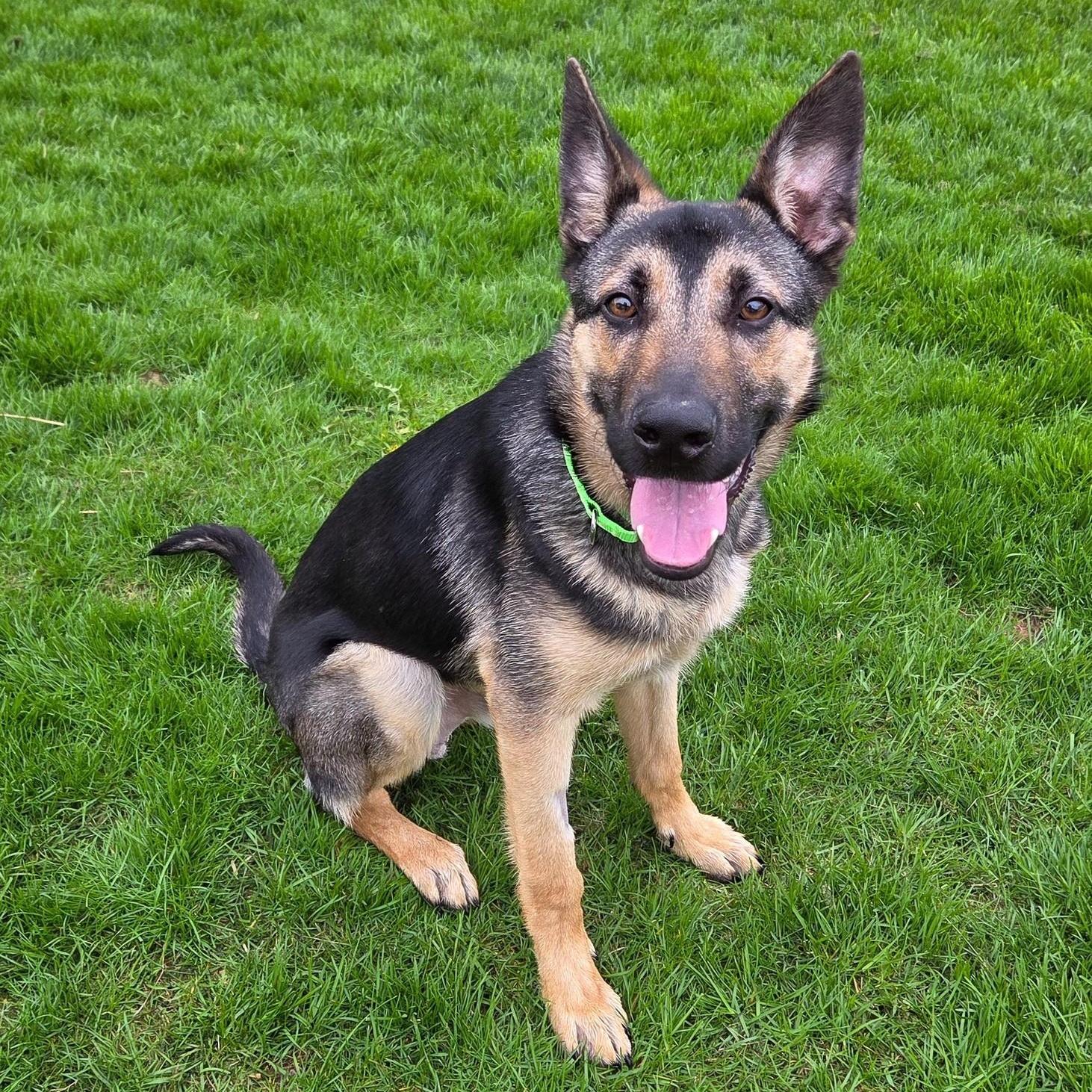Enlarge Smores, an adopted German Shepherd Dog in Racine, WI image 1/3