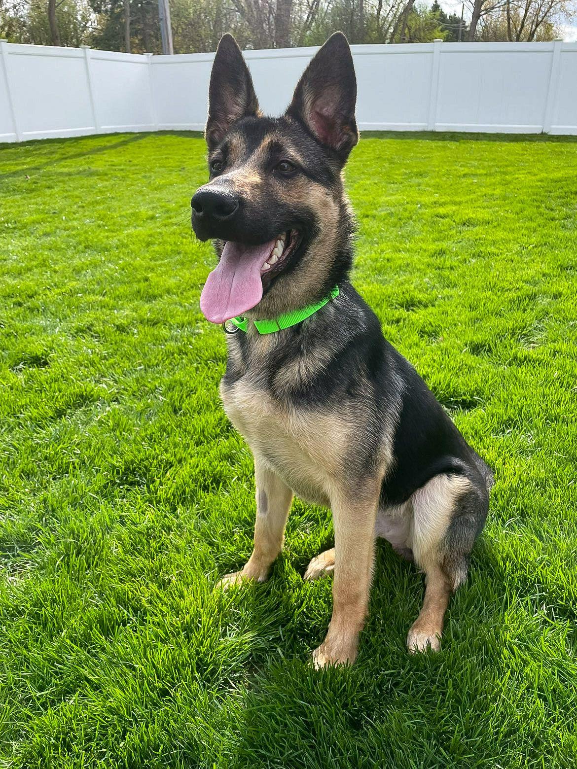 Enlarge Smores, an adopted German Shepherd Dog in Racine, WI image 2/3