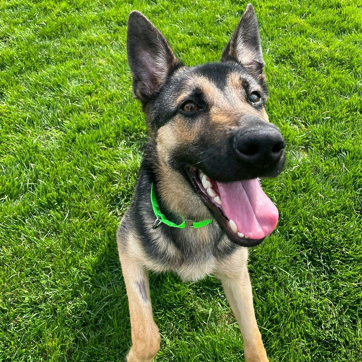 Enlarge Smores, an adopted German Shepherd Dog in Racine, WI image 3/3