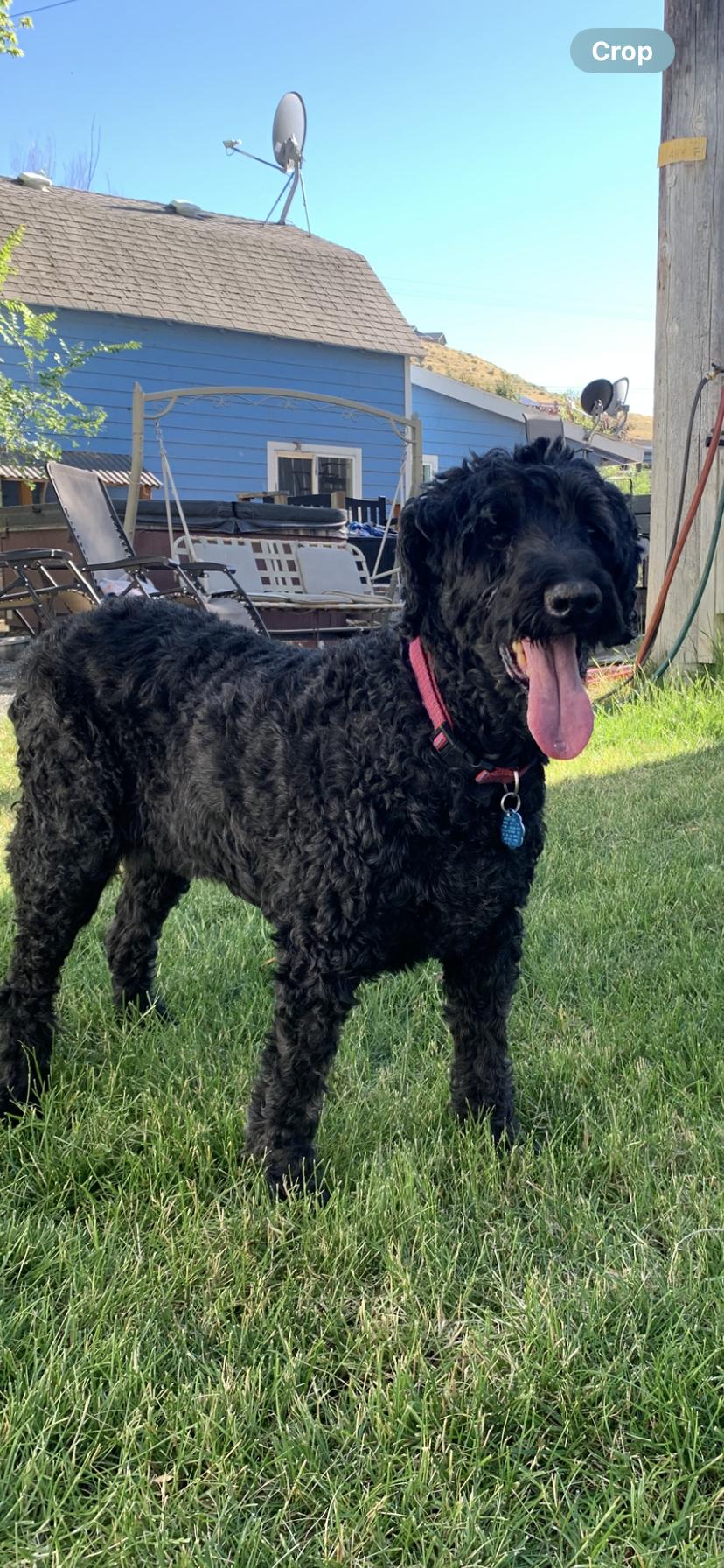 Loki, an adopted mixed breed in Wenatchee, WA image 2/3