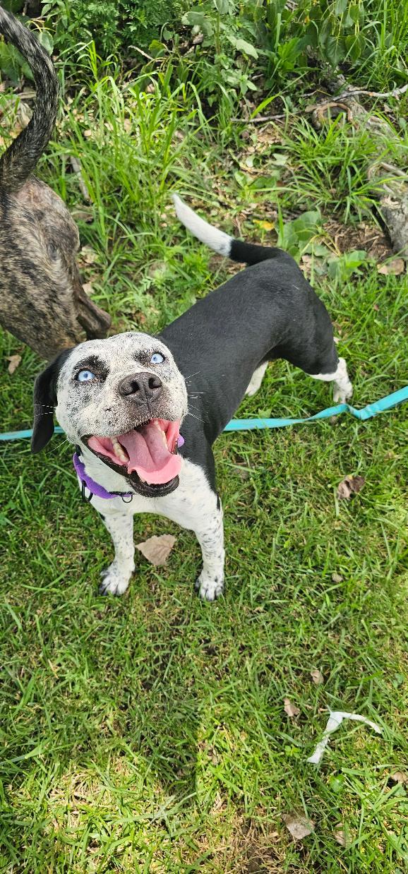 FRANKIE, Adoptable, Young Female Husky.