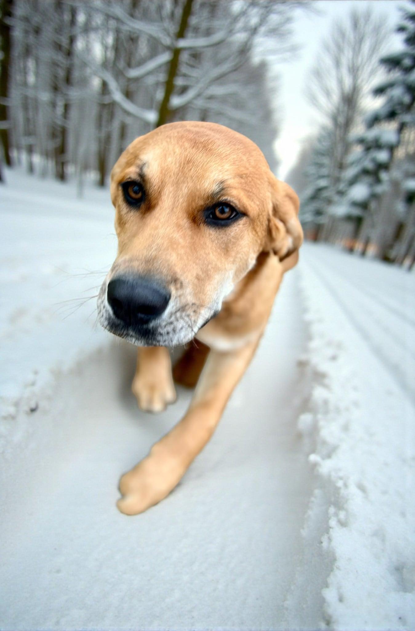 Annie, ADOPTABLE, Young Female Labrador Retriever.
