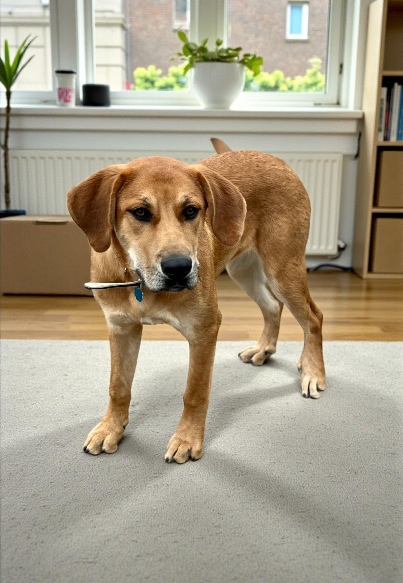 Enlarge Annie, a ADOPTABLE Labrador Retriever in Lexington, KY image 3/3