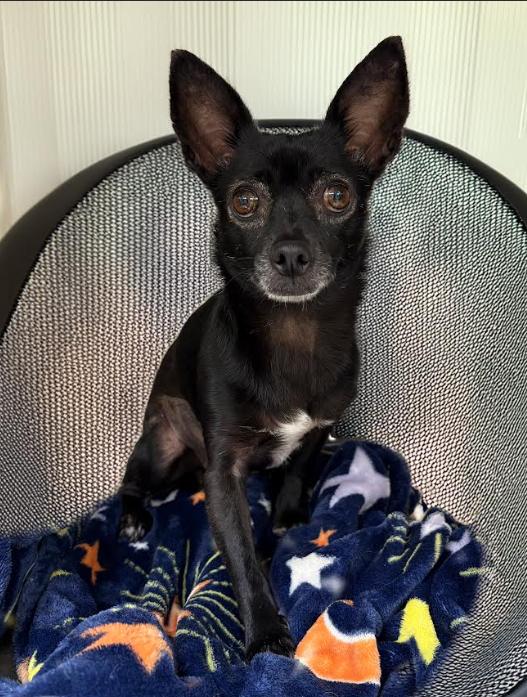 Enlarge Basil in TX, a Adoptable Chihuahua in Cranston, RI image 1/2