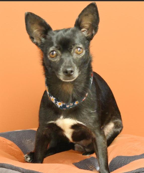 Enlarge Basil in TX, a Adoptable Chihuahua in Cranston, RI image 1/1