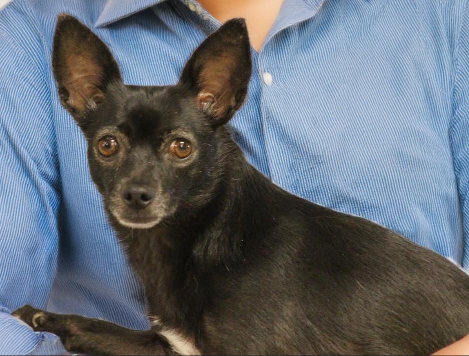 Basil in TX, a Adoptable Chihuahua in Cranston, RI image 3/3